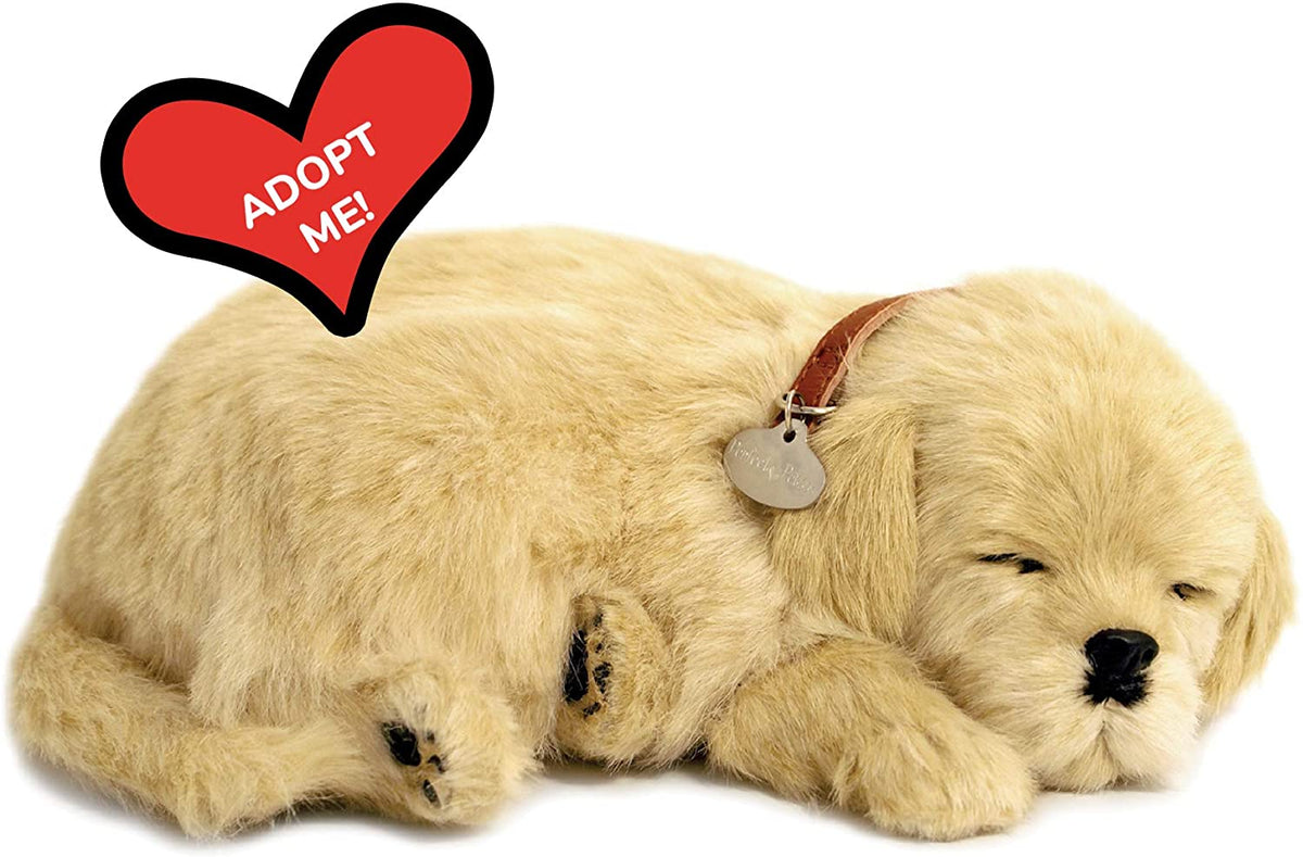 Golden Retriever Perf Pet
