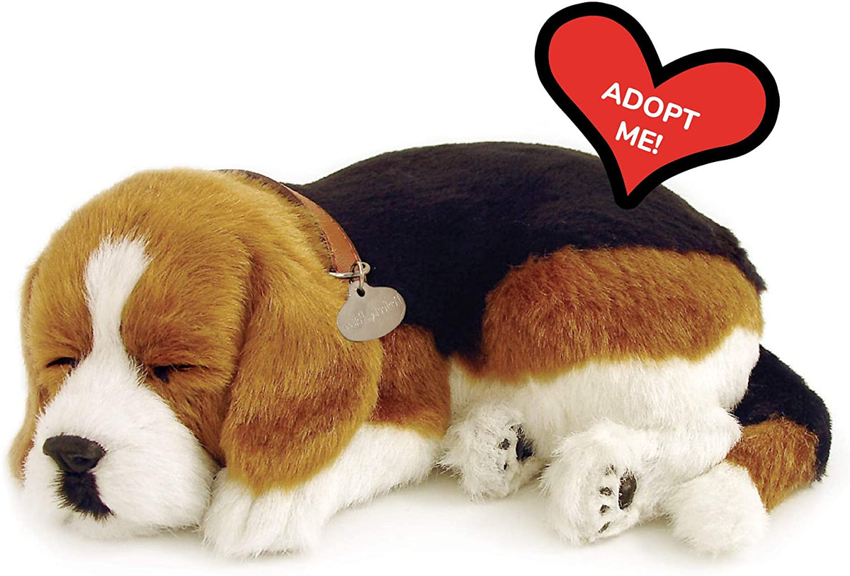 Beagle