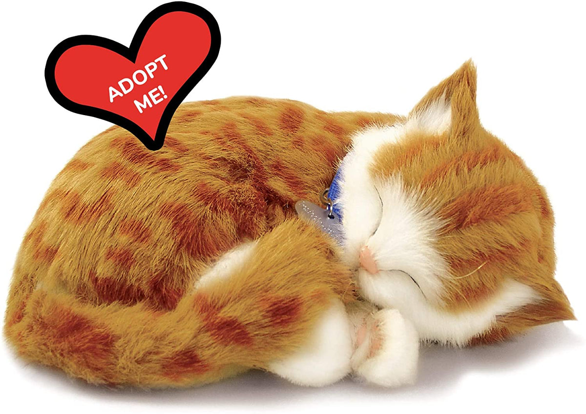 Orange Tabby